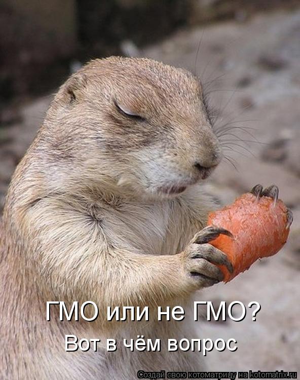 ГМО или не ГМО? Вот в чём вопрос... Котоматрица: ГМО или не ГМО? Вот в чём вопрос