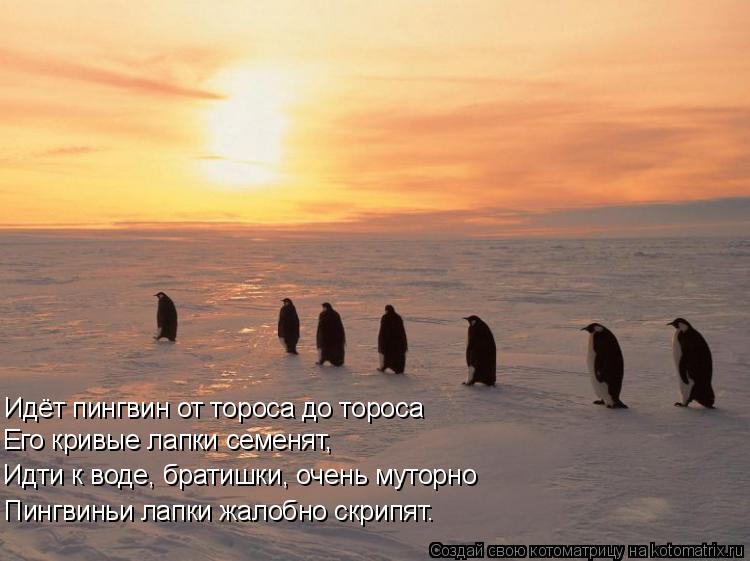 Пингвиньи лапки жалобно скрипят. Идти к воде, братишки, очень муторно Его кривые лапки семенят, Идёт ... Котоматрица: Пингвиньи лапки жалобно скрипят. Идти к воде, братишки, очень муторно Его кривые лапки семенят, Идёт пингвин от тороса до тороса