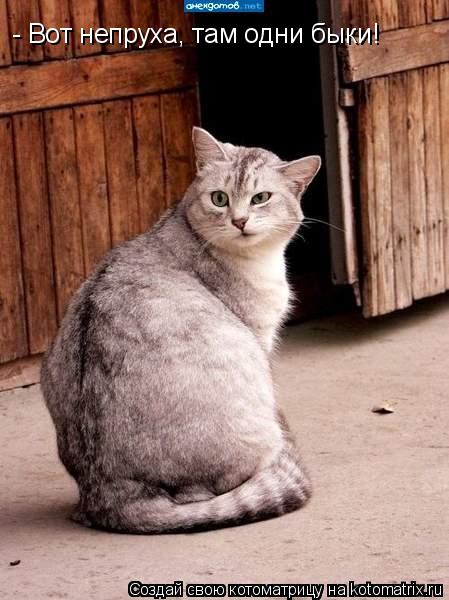 - Вот непруха, там одни быки!... Котоматрица: - Вот непруха, там одни быки!