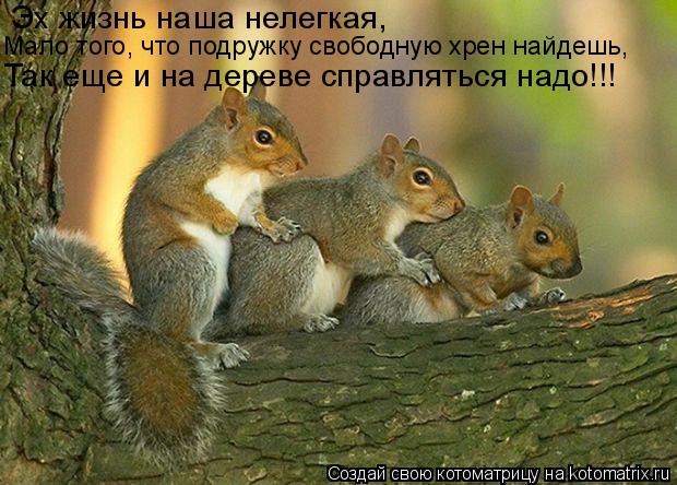 Эх жизнь наша нелегкая, Мало того, что подружку свободную хрен найдешь, Так еще и на дереве справля... Котоматрица: Эх жизнь наша нелегкая, Мало того, что подружку свободную хрен найдешь, Так еще и на дереве справляться надо!!!