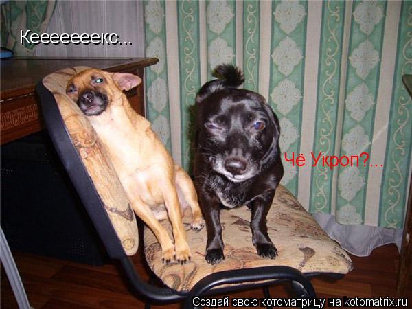 Кееееееекс... Чё Укроп?...... Котоматрица: Кееееееекс... Чё Укроп?...