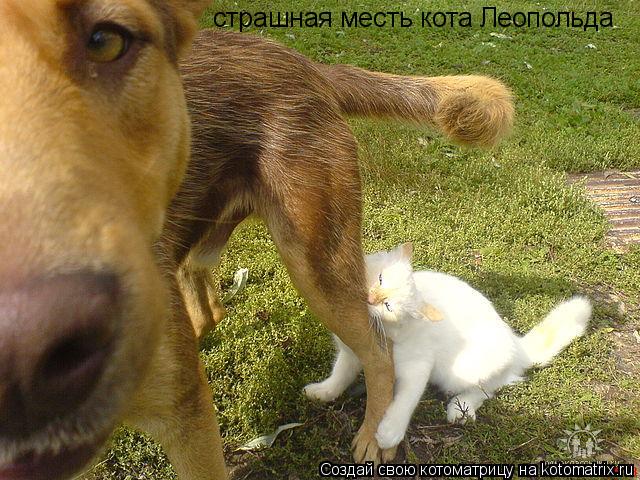страшная месть кота Леопольда... Котоматрица: страшная месть кота Леопольда