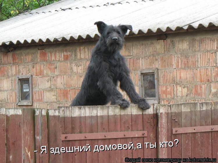 - Я здешний домовой,а ты кто?... Котоматрица: - Я здешний домовой,а ты кто?