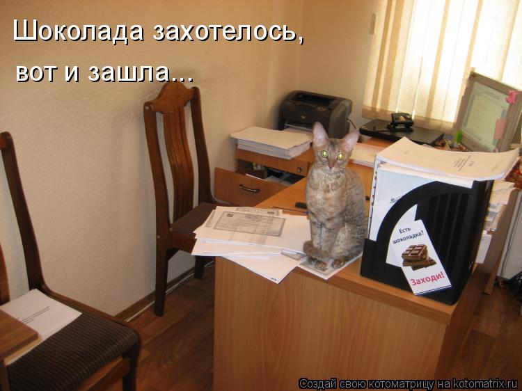 Шоколада захотелось, вот и зашла...... Котоматрица: Шоколада захотелось, вот и зашла...