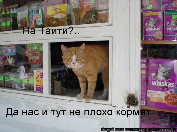 На Таити?.. Да нас и тут не плохо кормят.... Котоматрица: На Таити?.. Да нас и тут не плохо кормят.