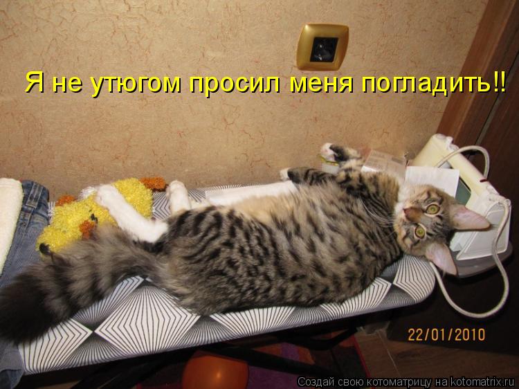 Я не утюгом просил меня погладить!!... Котоматрица: Я не утюгом просил меня погладить!!