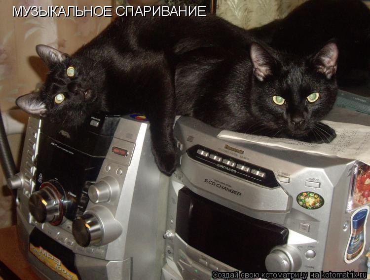 МУЗЫКАЛЬНОЕ СПАРИВАНИЕ... Котоматрица: МУЗЫКАЛЬНОЕ СПАРИВАНИЕ