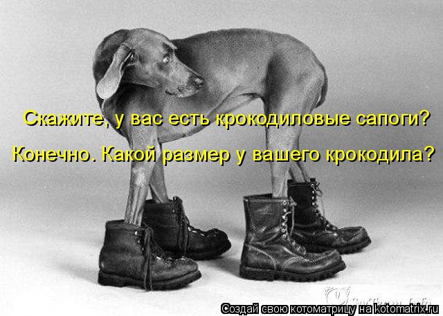 Скажите, у вас есть крокодиловые сапоги? Конечно. Какой размер у вашего крокодила?... Котоматрица: Скажите, у вас есть крокодиловые сапоги? Конечно. Какой размер у вашего крокодила?