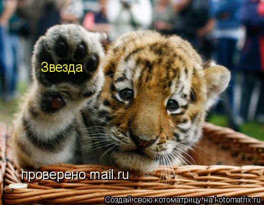 Звезда проверено mail.ru... Котоматрица: Звезда проверено mail.ru