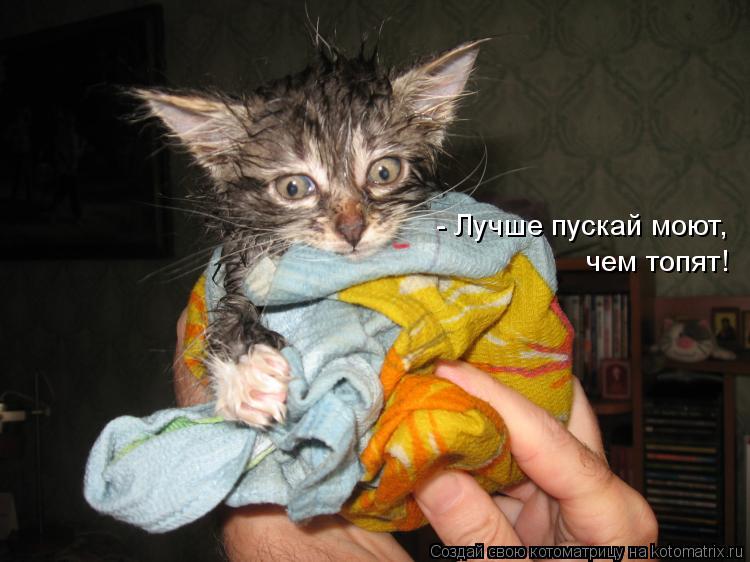 - Лучше пускай моют, чем топят!... Котоматрица: - Лучше пускай моют, чем топят!