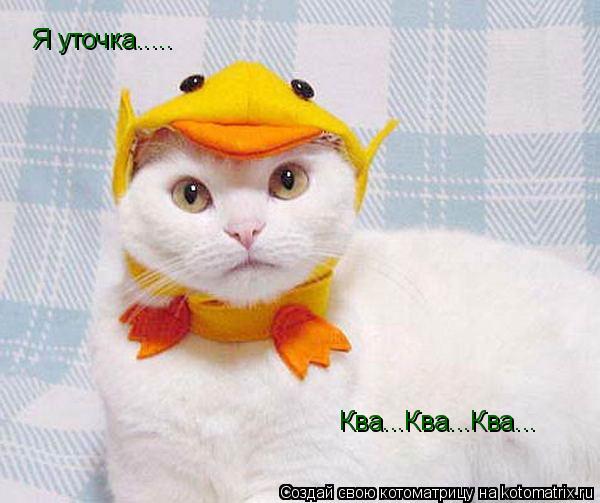 Я уточка..... Ква...Ква...Ква...... Котоматрица: Я уточка..... Ква...Ква...Ква...