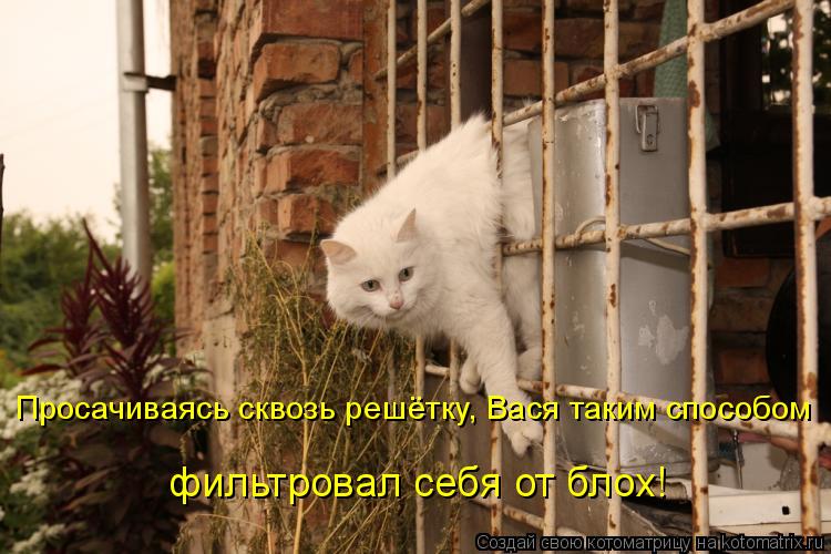 Просачиваясь сквозь решётку, Вася таким способом фильтровал себя от блох!... Котоматрица: Просачиваясь сквозь решётку, Вася таким способом фильтровал себя от блох!