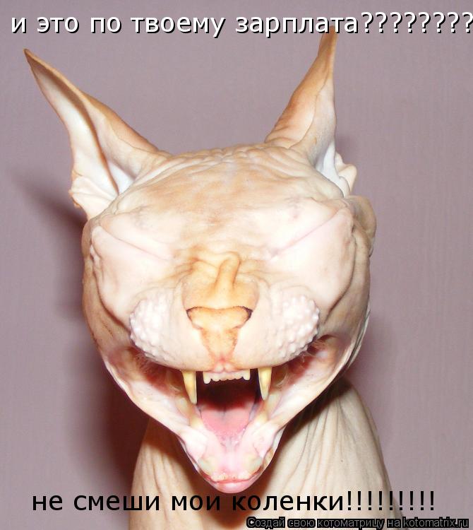 и это по твоему зарплата????????????? не смеши мои коленки!!!!!!!!!... Котоматрица: и это по твоему зарплата????????????? не смеши мои коленки!!!!!!!!!