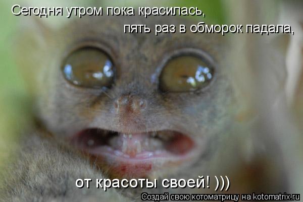 Сегодня утром пока красилась, пять раз в обморок падала, от красоты своей! )))... Котоматрица: Сегодня утром пока красилась, пять раз в обморок падала, от красоты своей! )))