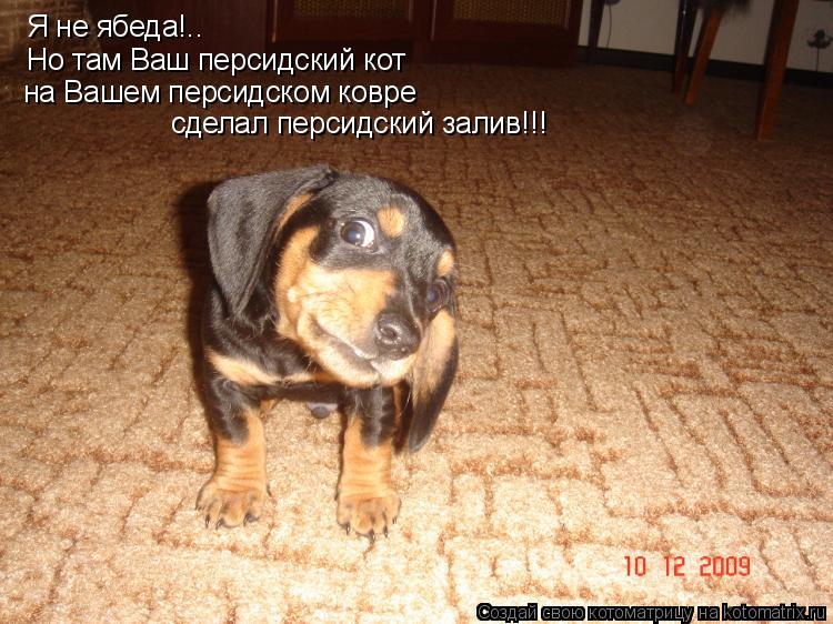 Я не ябеда!.. Но там Ваш персидский кот на Вашем персидском ковре сделал персидский залив!!!... Котоматрица: Я не ябеда!.. Но там Ваш персидский кот на Вашем персидском ковре сделал персидский залив!!!