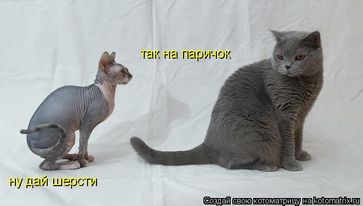 ну дай шерсти так на паричок... Котоматрица: ну дай шерсти так на паричок