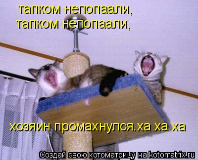 тапком непопаали, тапком непопаали, хозяин промахнулся.ха ха ха... Котоматрица: тапком непопаали, тапком непопаали, хозяин промахнулся.ха ха ха