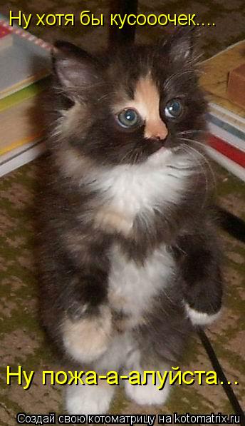 Ну хотя бы кусооочек.... Ну пожа-а-алуйста...... Котоматрица: Ну хотя бы кусооочек.... Ну пожа-а-алуйста...