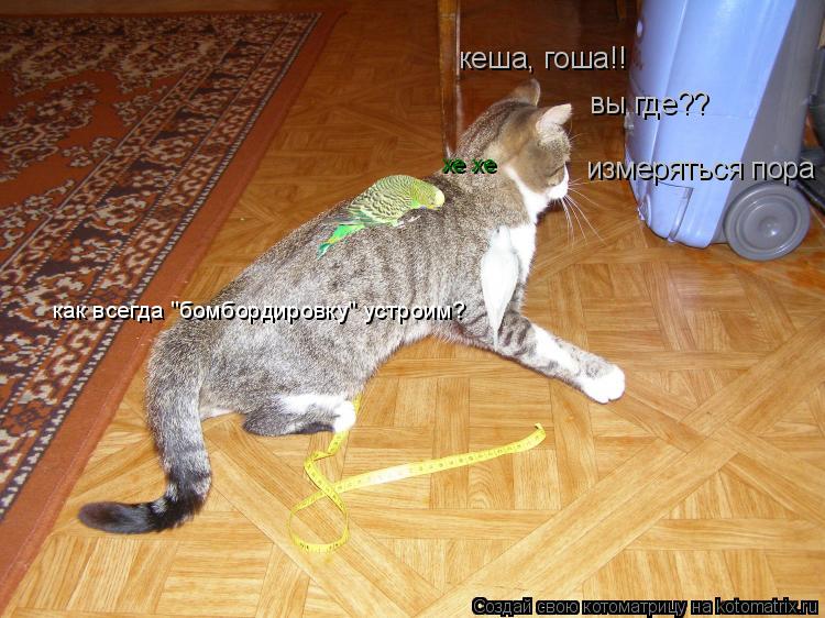 кеша, гоша!! вы где?? измеряться пора хе хе как всегда "бомбордировку" устроим?... Котоматрица: кеша, гоша!! вы где?? измеряться пора хе хе как всегда "бомбордировку" устроим?