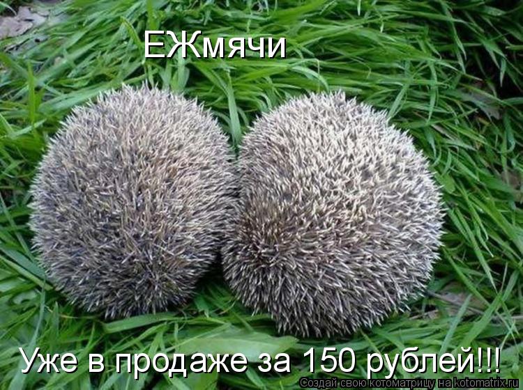 ЕЖмячи Уже в продаже за 150 рублей!!!... Котоматрица: ЕЖмячи Уже в продаже за 150 рублей!!!