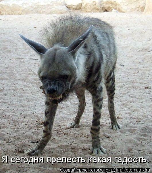 Я сегодня прелесть какая гадость!... Котоматрица: Я сегодня прелесть какая гадость!