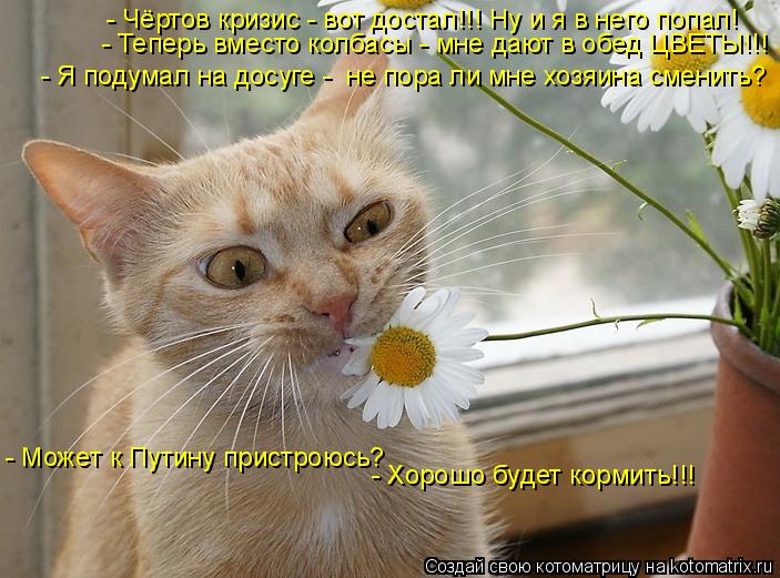 - Чёртов кризис - вот достал!!! Ну и я в него попал! - Теперь вместо колбасы - мне дают в обед ЦВЕТЫ!... Котоматрица: - Чёртов кризис - вот достал!!! Ну и я в него попал! - Теперь вместо колбасы - мне дают в обед ЦВЕТЫ!!! - Может к Путину пристроюсь? - Хорошо будет к