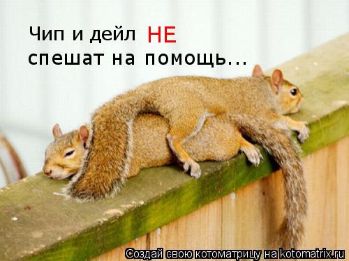 Чип и дейл НЕ спешат на помощь...... Котоматрица: Чип и дейл НЕ спешат на помощь...