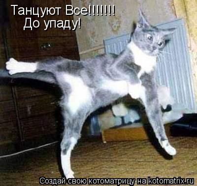 Танцуют Все!!!!!!! До упаду!... Котоматрица: Танцуют Все!!!!!!! До упаду!