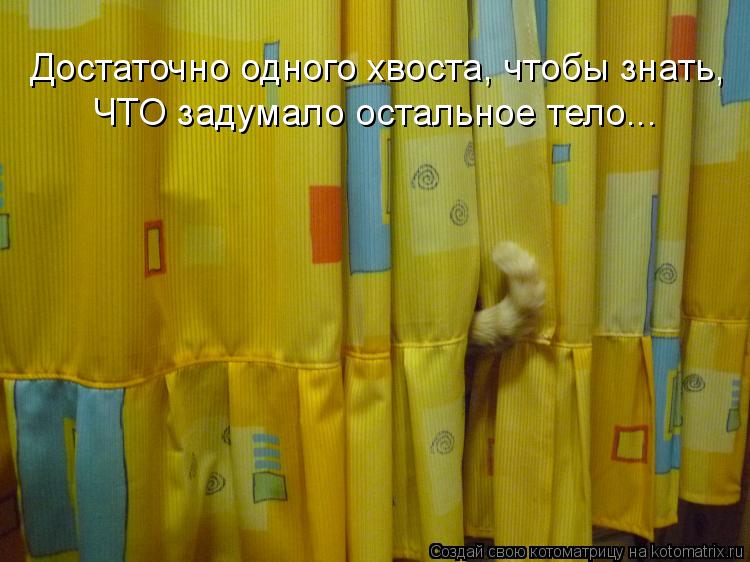 Достаточно одного хвоста, чтобы знать, ЧТО задумало остальное тело...... Котоматрица: Достаточно одного хвоста, чтобы знать, ЧТО задумало остальное тело...