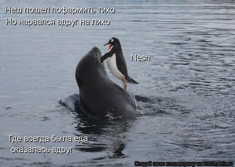 Nesh Неш пошел пофармить тихо Но нарвался вдруг на лихо Где всегда была еда оказалась вдруг ...... Котоматрица: Nesh Неш пошел пофармить тихо Но нарвался вдруг на лихо Где всегда была еда оказалась вдруг ...