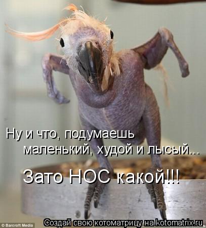 Ну и что, подумаешь Зато НОС какой!!! маленький, худой и лысый...... Котоматрица: Ну и что, подумаешь Зато НОС какой!!! маленький, худой и лысый...