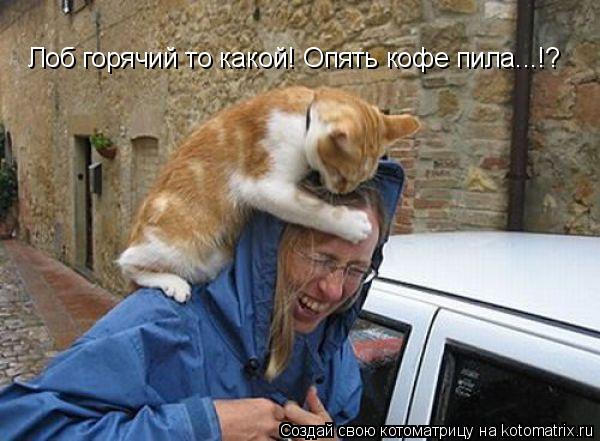 Лоб горячий то какой! Опять кофе пила...!?... Котоматрица: Лоб горячий то какой! Опять кофе пила...!?