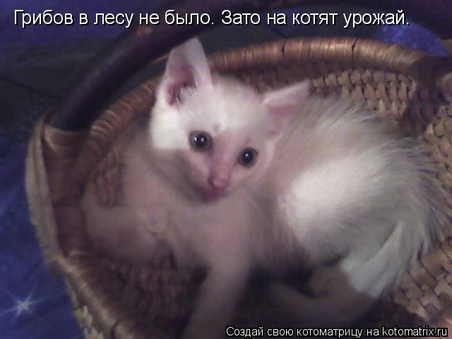Грибов в лесу не было. Зато на котят урожай.... Котоматрица: Грибов в лесу не было. Зато на котят урожай.