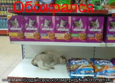 Обожрался... Котоматрица: Обожрался