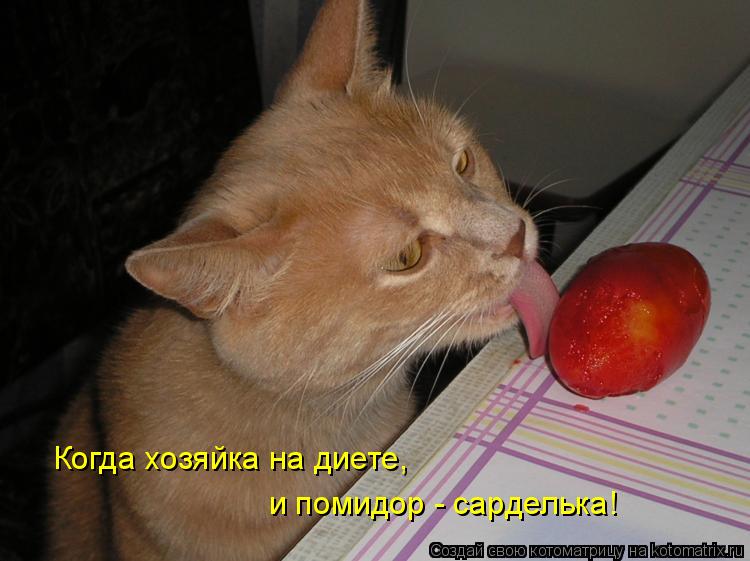 Когда хозяйка на диете, и помидор - сарделька!... Котоматрица: Когда хозяйка на диете, и помидор - сарделька!