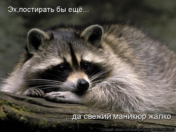 Эх,постирать бы ещё... ...да свежий маникюр жалко... Котоматрица: Эх,постирать бы ещё... ...да свежий маникюр жалко