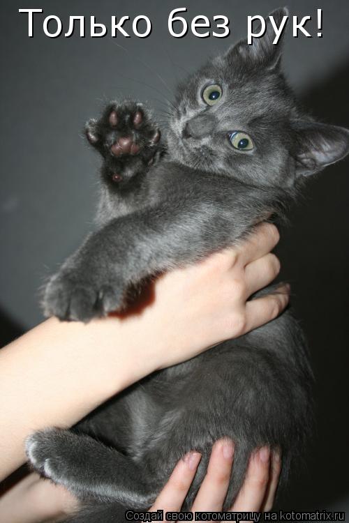 Только без рук!... Котоматрица: Только без рук!