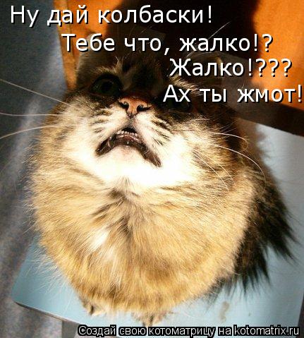 Ну дай колбаски! Тебе что, жалко!? Жалко!??? Ах ты жмот!... Котоматрица: Ну дай колбаски! Тебе что, жалко!? Жалко!??? Ах ты жмот!