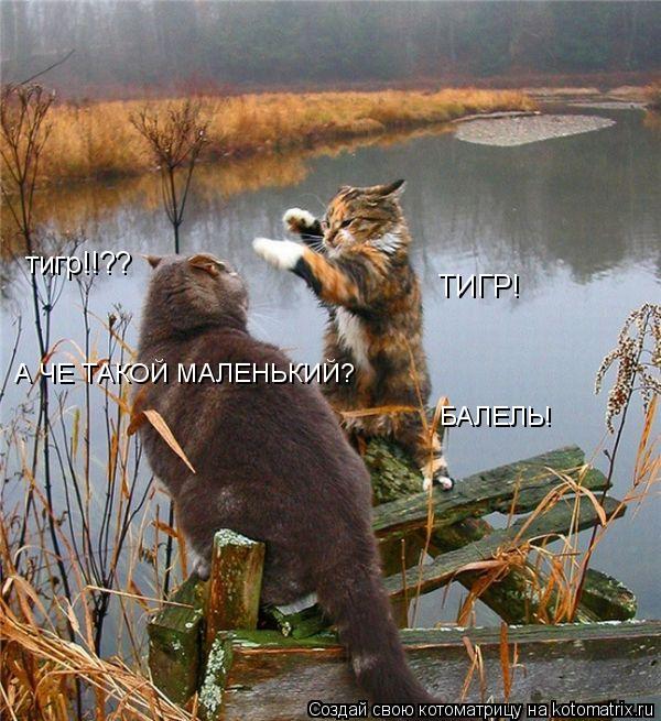 тигр!!?? ТИГР! А ЧЕ ТАКОЙ МАЛЕНЬКИЙ? БАЛЕЛЬ!... Котоматрица: тигр!!?? ТИГР! А ЧЕ ТАКОЙ МАЛЕНЬКИЙ? БАЛЕЛЬ!