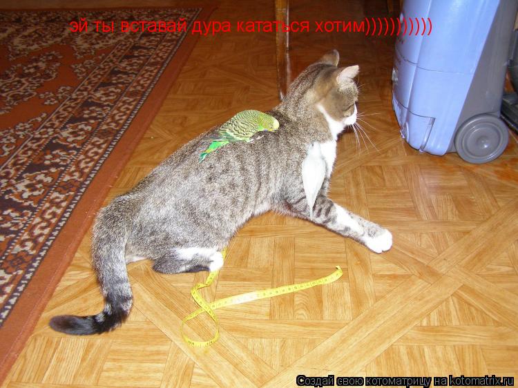 эй ты вставай дура кататься хотим)))))))))))... Котоматрица: эй ты вставай дура кататься хотим)))))))))))