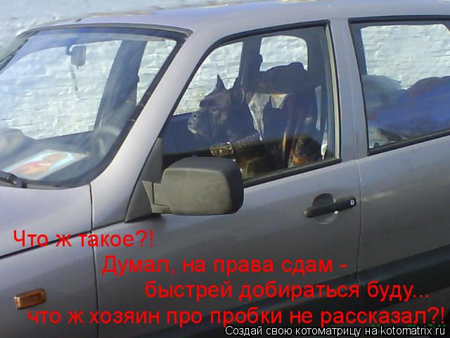 Котоматрица: Что ж такое?! Думал, на права сдам -  быстрей добираться буду... что ж хозяин про пробки не рассказал?!