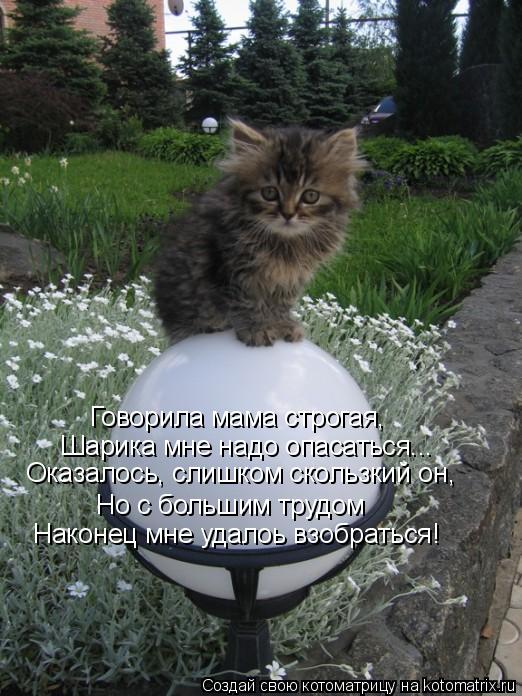 Говорила мама строгая, Шарика мне надо опасаться... Оказалось, слишком скользкий он, Но с большим тру... Котоматрица: Говорила мама строгая, Шарика мне надо опасаться... Оказалось, слишком скользкий он, Но с большим трудом Наконец мне удалоь взобраться!