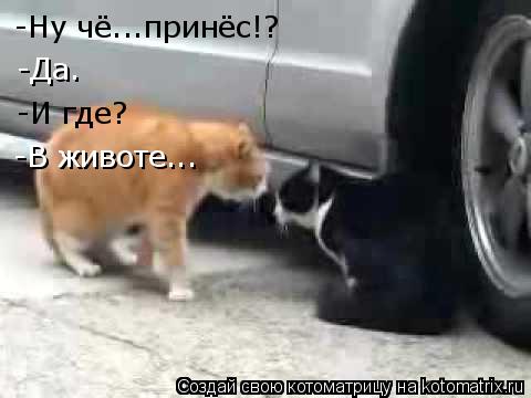 -Ну чё...принёс!? -Да. -И где? -В животе...... Котоматрица: -Ну чё...принёс!? -Да. -И где? -В животе...