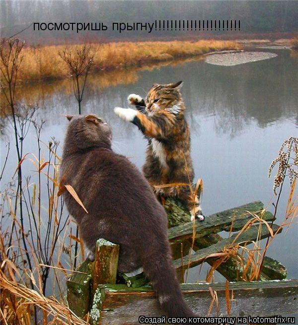 посмотришь прыгну!!!!!!!!!!!!!!!!!!!!!!... Котоматрица: посмотришь прыгну!!!!!!!!!!!!!!!!!!!!!!