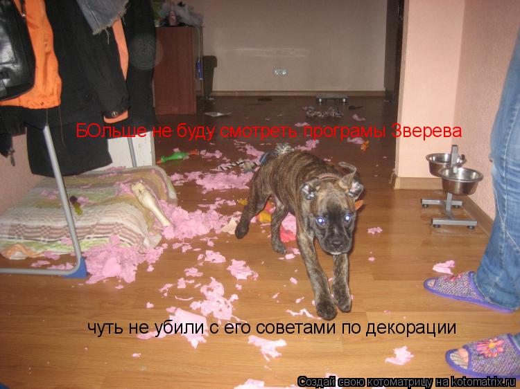 БОльше не буду смотреть програмы Зверева чуть не убили с его советами по декорации... Котоматрица: БОльше не буду смотреть програмы Зверева чуть не убили с его советами по декорации