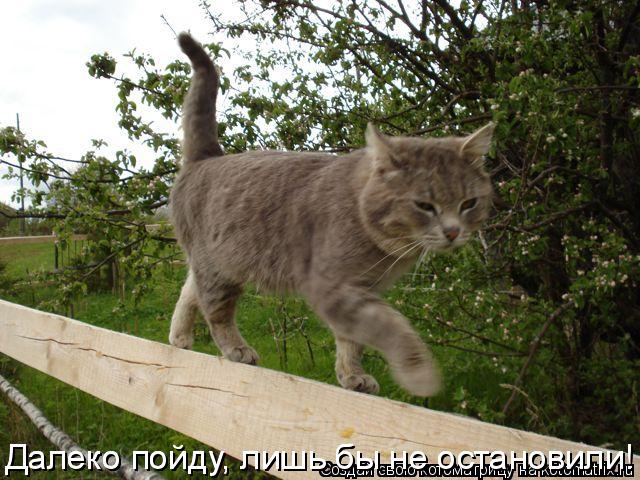 Далеко пойду, лишь бы не остановили! Далеко пойду, лишь бы не остановили!... Котоматрица: Далеко пойду, лишь бы не остановили! Далеко пойду, лишь бы не остановили!
