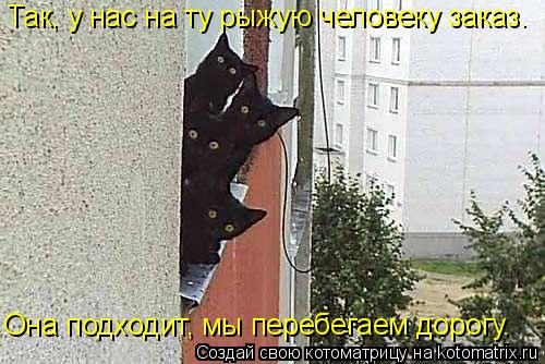 Она подходит, мы перебегаем дорогу. Так, у нас на ту рыжую человеку заказ.... Котоматрица: Она подходит, мы перебегаем дорогу. Так, у нас на ту рыжую человеку заказ.