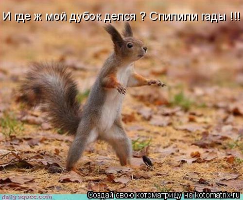 И где ж мой дубок делся ? Спилили гады !!!... Котоматрица: И где ж мой дубок делся ? Спилили гады !!!