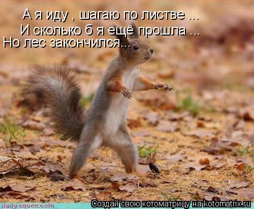 А я иду , шагаю по листве ... И сколько б я ещё прошла ... Но лес закончился...... Котоматрица: А я иду , шагаю по листве ... И сколько б я ещё прошла ... Но лес закончился...