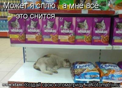 Может я сплю , а мне всё это снится ...... Котоматрица: Может я сплю , а мне всё это снится ...